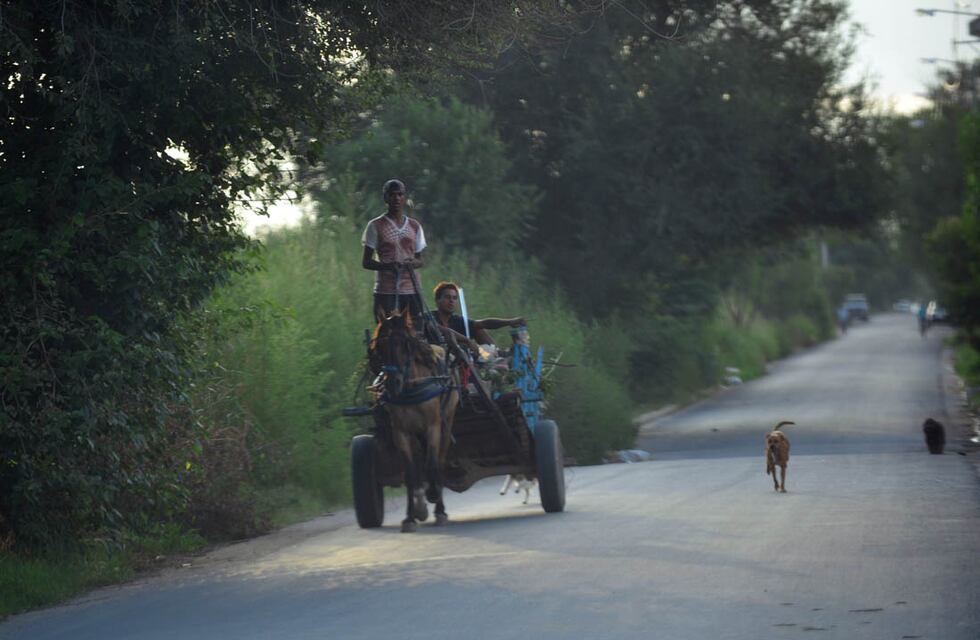 En un año ya no podrán circular los carros con caballos en Córdoba: de cuánto serán las multas