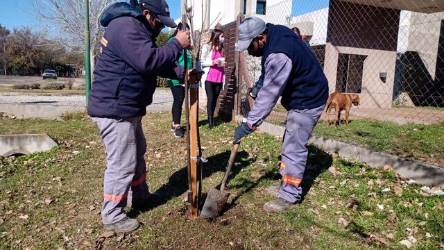 Se inició el plan de forestación