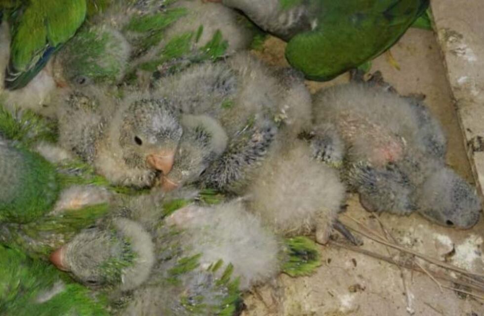 Rescataron más de 40 catitas en Joaquín V. González