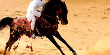 Caballo Árabe corriendo en el desierto