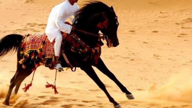Caballo Árabe corriendo en el desierto