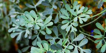 Cómo es el ritual de la ruda para realizar en Semana Santa y para qué sirve.