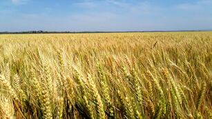 El productor radicado en la provincia de Córdoba sorprendió a sus vecinos con el tamaño de la verdura. (Imagen Ilustrativa)