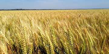 El productor radicado en la provincia de Córdoba sorprendió a sus vecinos con el tamaño de la verdura. (Imagen Ilustrativa)