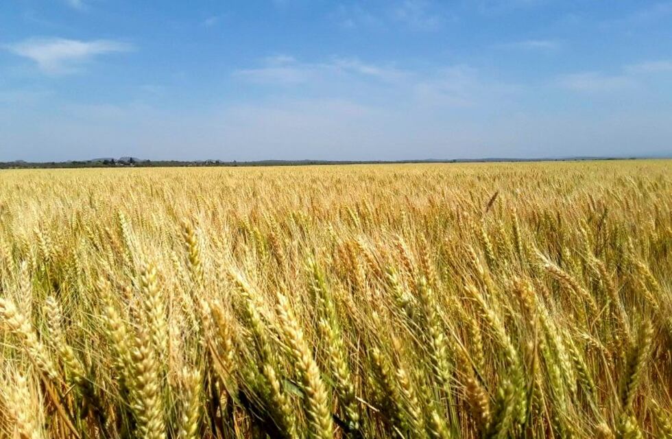 Cosechó una verdura que pesa más de 100 kilos y espera otra más grande en Córdoba