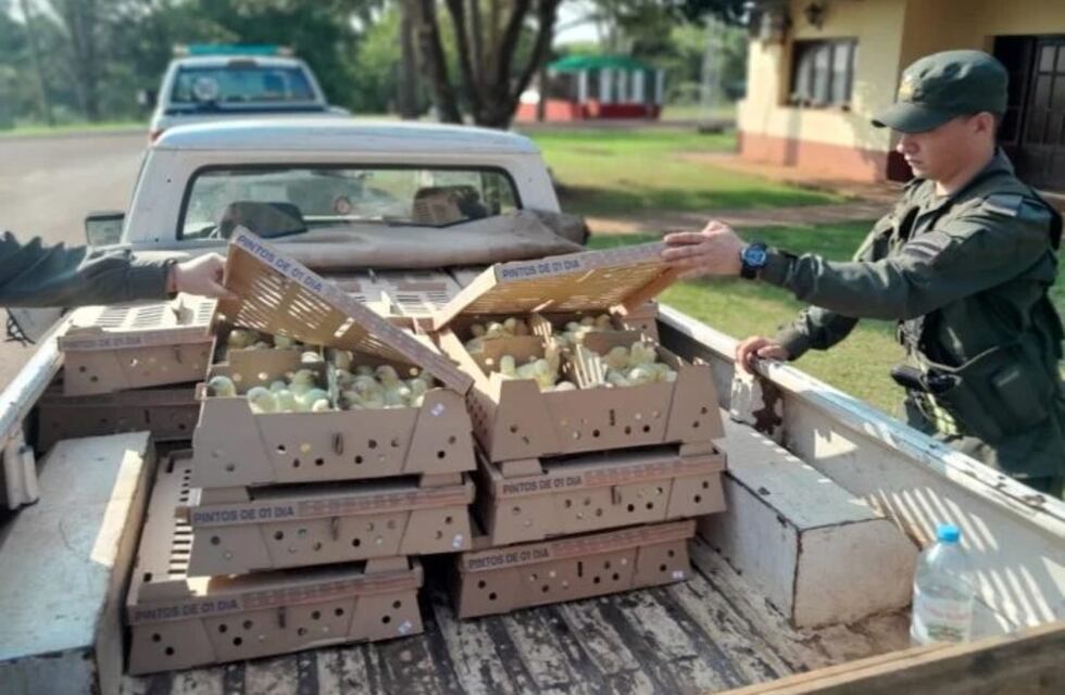 Bernardo de Irigoyen: interceptan el ingreso ilegal al país de más de mil pollitos brasileros