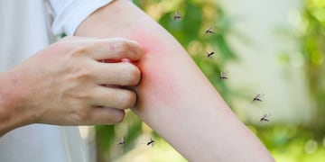 Invasión de mosquitos en Tres Arroyos