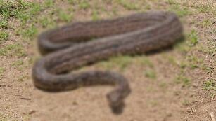 El tenebroso animal que apareció en un camión.