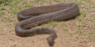 El tenebroso animal que apareció en un camión.