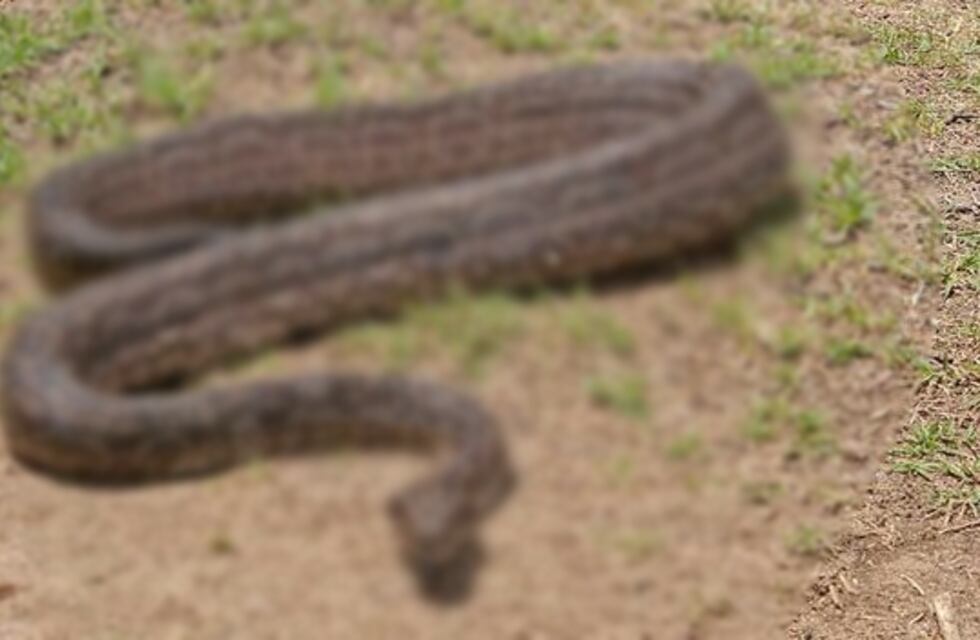 ¡Qué miedo!: un camionero en Santiago del Estero se topó con este peligroso animal