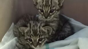 Gatos monteses bebés rescatados en Mendoza.