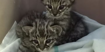 Gatos monteses bebés rescatados en Mendoza.
