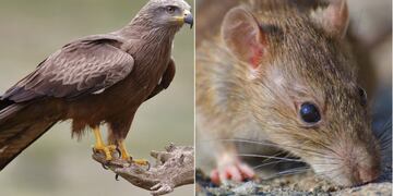 Un carancho y una rata protagonizaron un suceso muy singular en Ensenada.