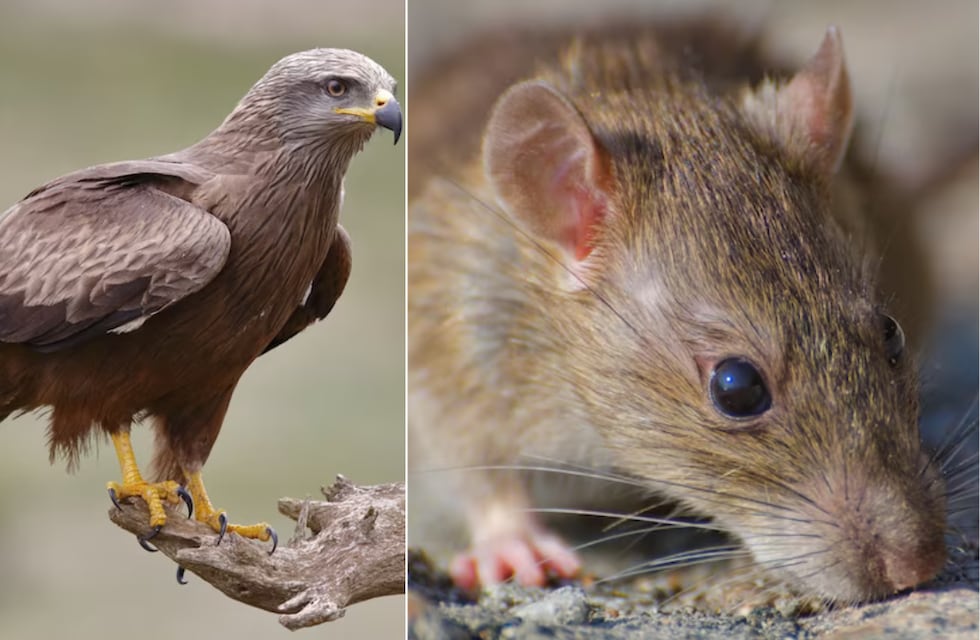 Sorprendente video: un carancho cazó a un ratón en plena calle en Ensenada
