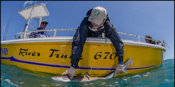 Conservar tiburones: un proyecto federal que une ciencia y pesca responsable (Foto: Juan Dibbern)