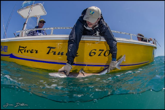 Conservar tiburones: un proyecto federal que une ciencia y pesca responsable (Foto: Juan Dibbern)