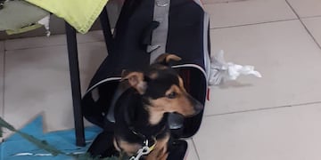 Coco, el perro varado en Ezeiza por tener una vacuna vencida.