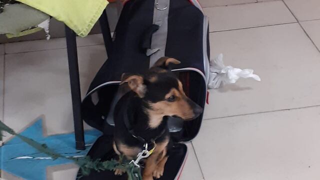 Coco, el perro varado en Ezeiza por tener una vacuna vencida.