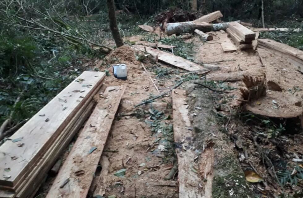 Tres jóvenes fueron detenidos acusados de robar madera