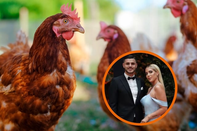 ¿Mauro Icardi también? Para qué sirve el ritual con gallinas que hacía el abogado de Wanda Nara