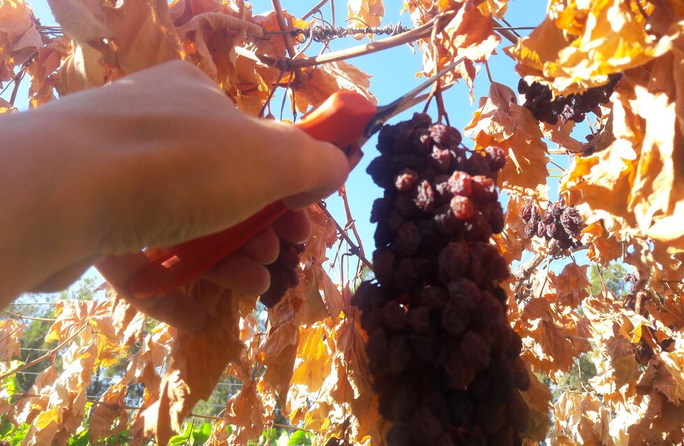 Claves de la alimentación, pasas de uvas