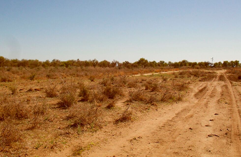Desmontaron 500 hectáreas y deberán remediar el daño ambiental ocasionado