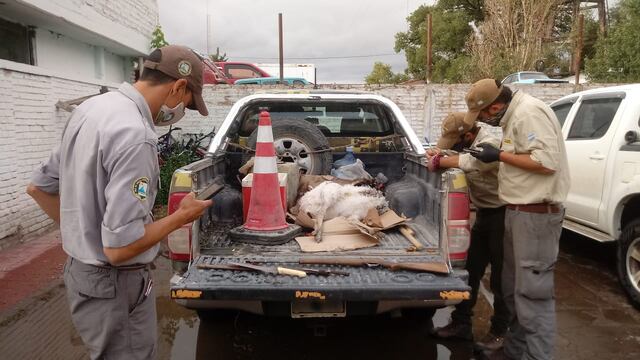 Guardaparques detectó a los cazadores ilegales en un patrullaje de rutina y los persiguió hasta darles alcance.