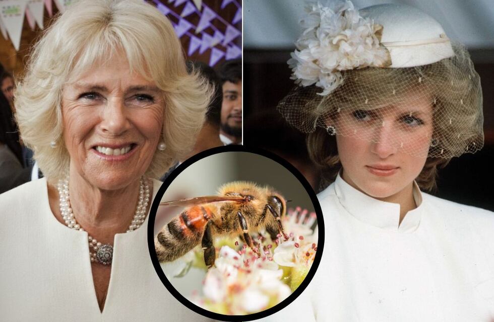 Para lucir como Lady Di: de qué se trata el tratamiento de veneno de abejas que usa Camila Parker