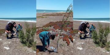 Un pescador y su hija plantan tamariscos para forestar la costa.