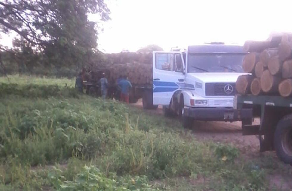Continúa la depredación indiscriminada de árboles en la frontera con Bolivia