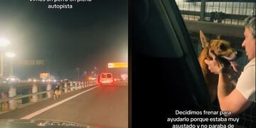 Una pareja frenó en medio de la autopista para ayudar a un perrito que estaba perdido y el emotivo video se hizo viral