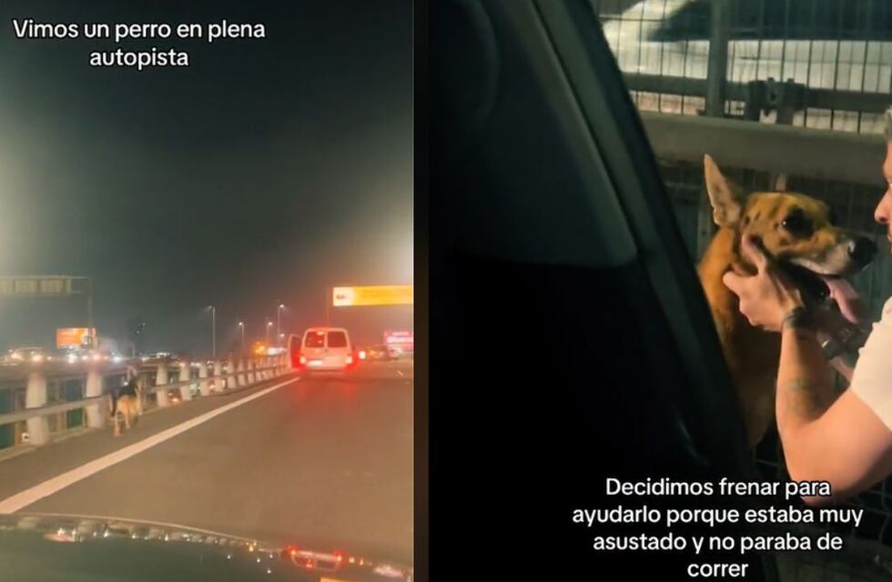 Una pareja frenó en medio de la autopista para ayudar a un perrito que estaba perdido y el emotivo video se hizo viral