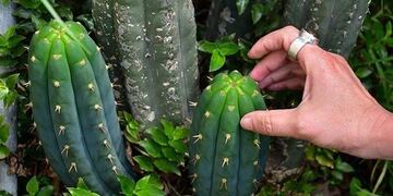 Allanan viveros en Morón por la supuesta venta de cactus alucinógenos prohibidos