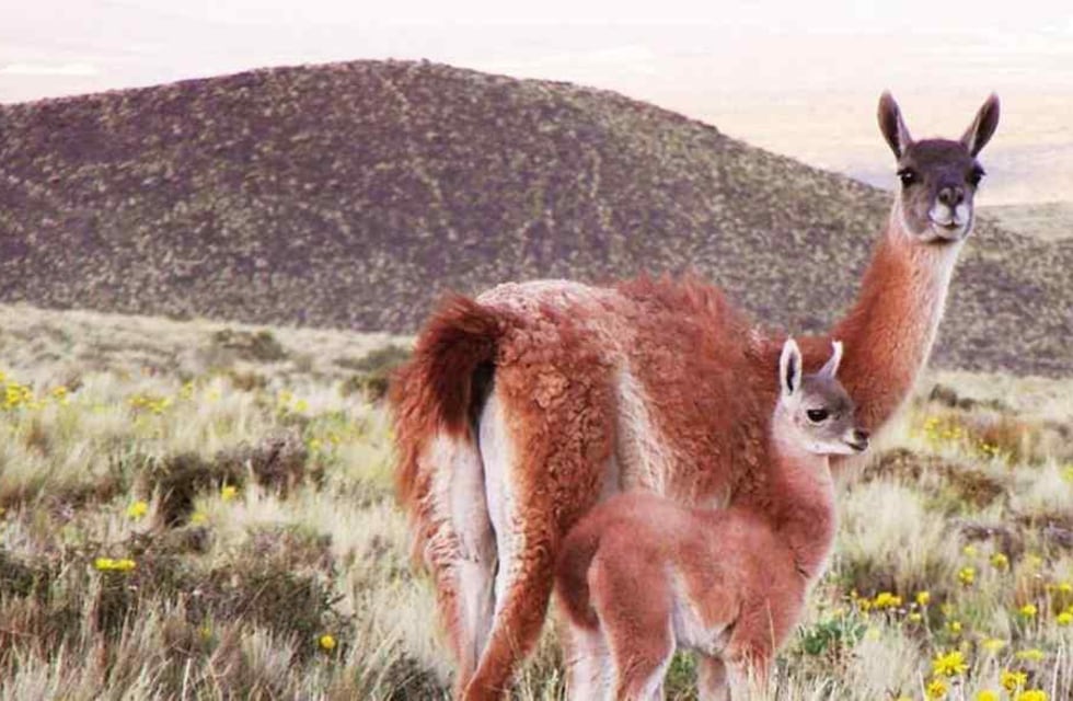 Liberaron en su hábitat a un guanaco que había sido atacado por perros