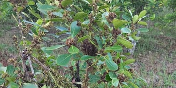 Preocupación en San Pedro por una enfermedad desconocida que afecta los yerbales.