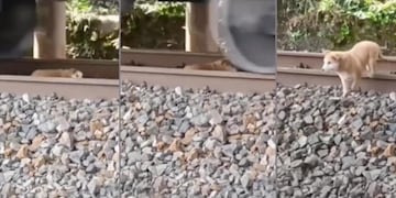 El perro fue sorprendido mientras dormía.