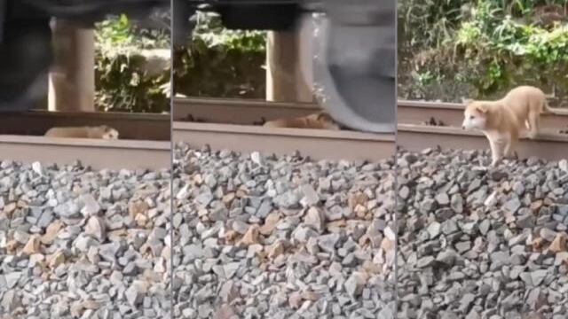 El perro fue sorprendido mientras dormía.