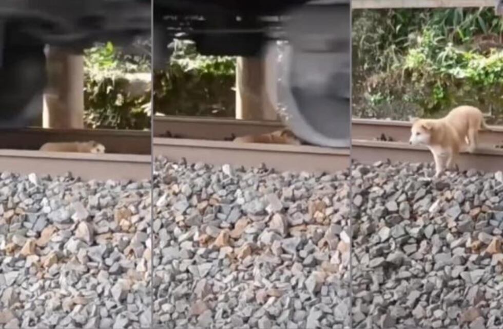 Increíble video: un perro sobrevivió de milagro cuando estaba por ser atropellado por un tren