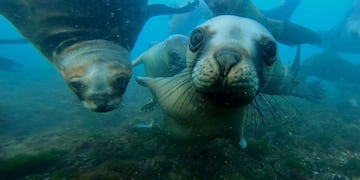 El tierno video de un cachorro de elefante marino tomando sol en Chubut.