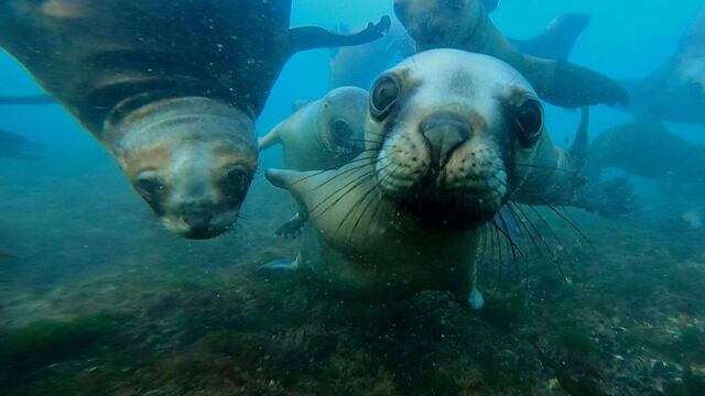 El tierno video de un cachorro de elefante marino tomando sol en Chubut.