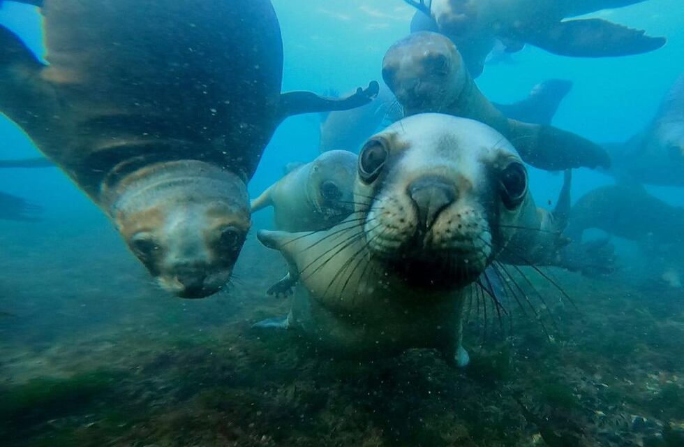 Dejó su cámara en una playa de Puerto Madryn y consiguió un tierno video de un cachorro de elefante marino