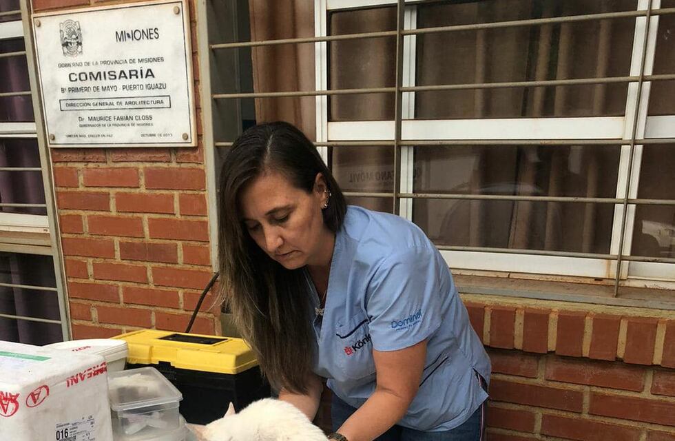 Exitosa jornada de castración de mascotas en Puerto Iguazú