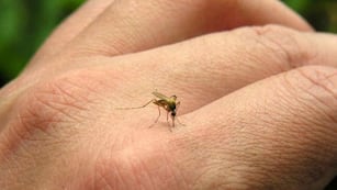 Todos contra el “Aedes”. Eliminar los recipientes que acumulen agua es esencial para prevenir un brote local.