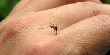 Todos contra el “Aedes”. Eliminar los recipientes que acumulen agua es esencial para prevenir un brote local.
