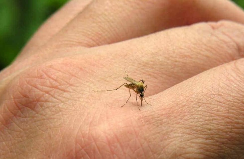 Puerto Iguazú registra dos casos autóctonos de chikungunya