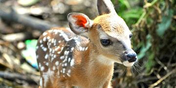 Pudú es el nombre del ciervo bebé hallado en la ciudad de Funes, Santa Fe. (Imagen ilustrativa).