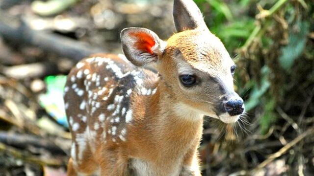 Pudú es el nombre del ciervo bebé hallado en la ciudad de Funes, Santa Fe. (Imagen ilustrativa).