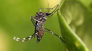 Dengue en Córdoba