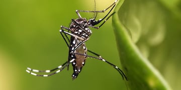 Dengue en Córdoba.