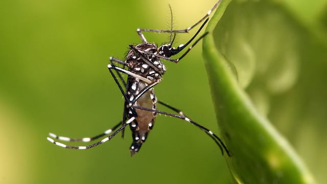 Dengue en Córdoba.